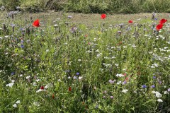 Wildblumenwiese