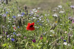 Wildblumen